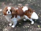 Vente de deux chiots Cavaliers King Charles mâles au pelage blenheim (LOF)