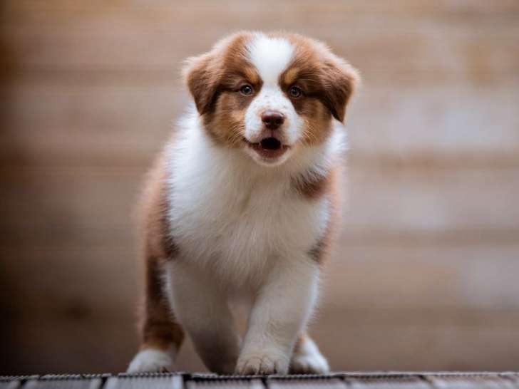 Réservation de chiots Bergers Australiens femelles (LOF)