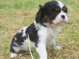 Des chiots Cavaliers King Charles LOF disponibles à la vente