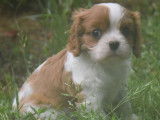 Des chiots Cavaliers King Charles LOF disponibles à la vente