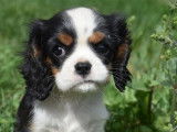 Des chiots Cavaliers King Charles LOF disponibles à la vente