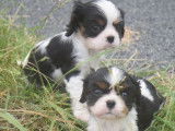 Des chiots Cavaliers King Charles LOF disponibles à la vente