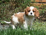 Des chiots Cavaliers King Charles LOF disponibles à la vente