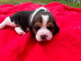 À vendre 7 chiots Beagles LOF tricolores