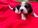 À vendre 7 chiots Beagles LOF tricolores