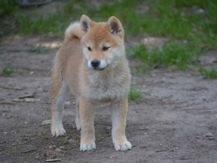 Un chiot Shiba Inu mâle LOF disponible à la vente