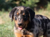 7 chiots Beaucerons LOF, à vendre