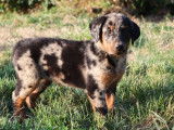 7 chiots Beaucerons LOF, à vendre