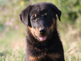 7 chiots Beaucerons LOF, à vendre
