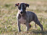 9 chiots Whippets LOF, à réserver
