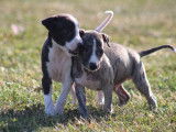 9 chiots Whippets LOF, à réserver