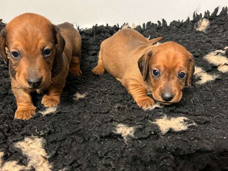 À réserver, 2 chiots mâles Teckels Nains LOF