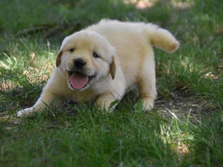 5 chiots Golden Retrievers LOF disponibles à la vente