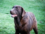 1 chienne Labrador LOF, à vendre