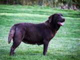 1 chienne Labrador LOF, à vendre