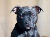 1 chienne Staffordshire Bull Terrier LOF à vendre