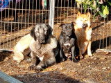 1 chienne Staffordshire Bull Terrier LOF à vendre
