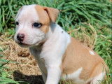 5 chiots American Staffordshire Terriers LOF à réserver