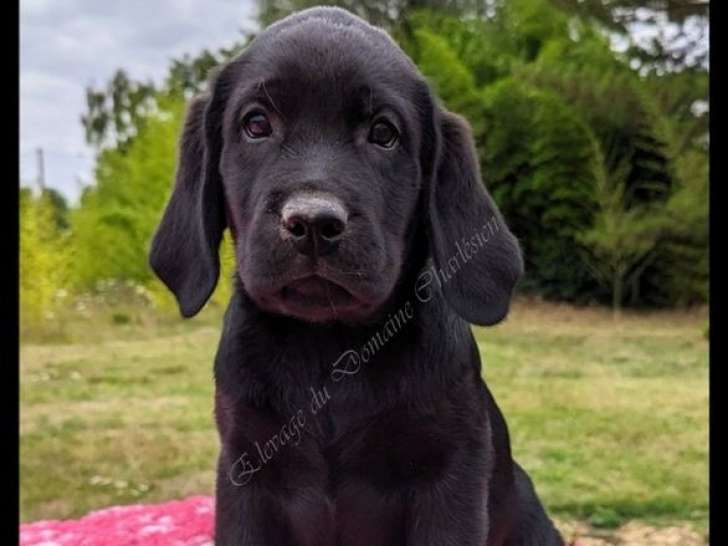 Deux chiots mâles noirs Labradors LOF disponibles à la vente
