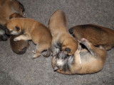 8 chiots Shiba Inus LOF &agrave; r&eacute;server