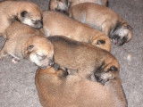 8 chiots Shiba Inus LOF &agrave; r&eacute;server