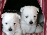 3 chiots Westie LOF ( Pure race ) de lignées de multi champions de beauté