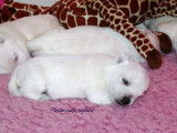 3 chiots Westie LOF ( Pure race ) de lignées de multi champions de beauté
