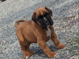 Deux chiots Boxer mâles LOF fauves à réserver