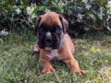 Deux chiots Boxer mâles LOF fauves à réserver