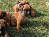 Deux chiots Boxer mâles LOF fauves à réserver