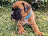Deux chiots Boxer mâles LOF fauves à réserver