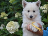 Magnifiques chiots Berger Blanc Suisse LOF &agrave; vendre