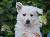Magnifiques chiots Berger Blanc Suisse LOF &agrave; vendre