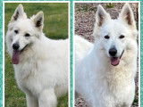 Magnifiques chiots Berger Blanc Suisse LOF &agrave; vendre