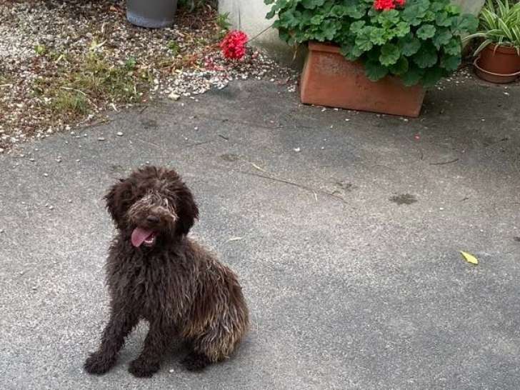 Chiots Lagotto Romagnolo LOF à vendre