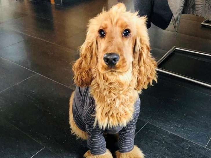 Rio, Cocker Spaniel à donner