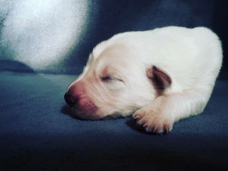 Chiots Berger Blanc Suisse à vendre