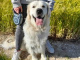 Mâle Golden Retriever LOF disponible pour saillie