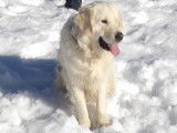 Mâle Golden Retriever LOF disponible pour saillie