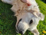 Mâle Golden Retriever LOF disponible pour saillie