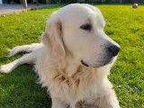 Mâle Golden Retriever LOF disponible pour saillie