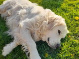 Mâle Golden Retriever LOF disponible pour saillie