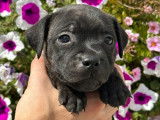 À réserver : 6 chiots Staffordshire Bull Terriers (LOF)