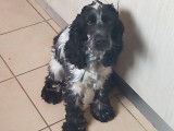 Chien Cocker Anglais LOF de 16 mois disponibles pour saillie