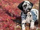 Des chiots Dalmatiens LOF noir et blanc disponibles à l'achat