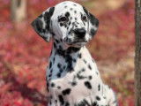 Des chiots Dalmatiens LOF noir et blanc disponibles à l'achat