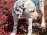Des chiots Dalmatiens LOF noir et blanc disponibles à l'achat