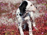 Des chiots Dalmatiens LOF noir et blanc disponibles à l'achat