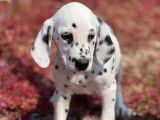 Des chiots Dalmatiens LOF noir et blanc disponibles à l'achat