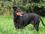 LUIVI Doberman 3 ans adore les calins à adopter